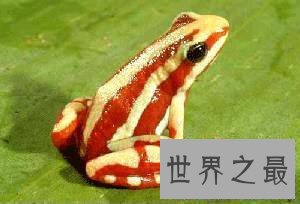 【图】幽灵箭毒蛙 表面越难看的生物越含有剧毒