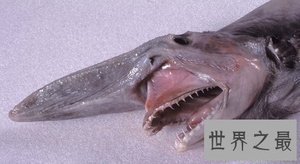 【图】欧氏尖吻鲛 生物学家都不了解的海底动物