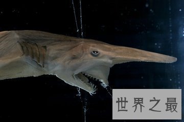 【图】欧氏尖吻鲛 生物学家都不了解的海底动物