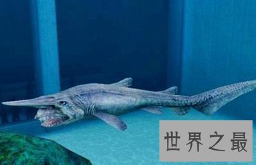 【图】欧氏尖吻鲛 生物学家都不了解的海底动物
