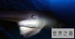 【图】欧氏尖吻鲛 生物学家都不了解的海底动物