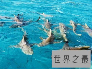 【图】欧氏尖吻鲛 生物学家都不了解的海底动物