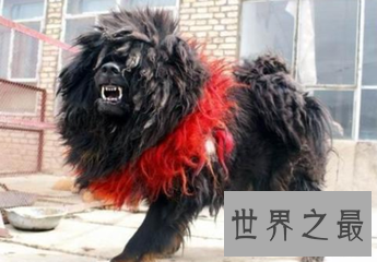 【图】青狼是一部十分受人们欢迎的小说的名字 在网游