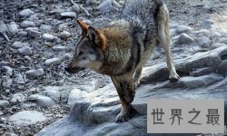 【图】青狼是一部非常受人们欢迎的小说的名字 在网游