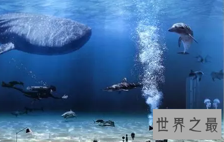 【图】你猜猜看世界最大的鱼一口吻能吃下几个你