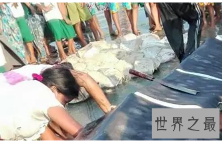 【图】你猜猜看世界最大的鱼一口吻能吃下几个你