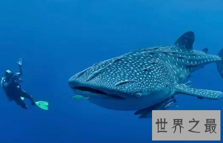 【图】你猜猜看世界最大的鱼一口吻能吃下几个你