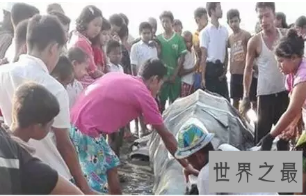 【图】你猜猜看世界最大的鱼一口吻能吃下几个你