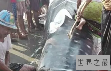 【图】你猜猜看世界最大的鱼一口吻能吃下几个你