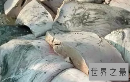 【图】你猜猜看世界最大的鱼一口吻能吃下几个你