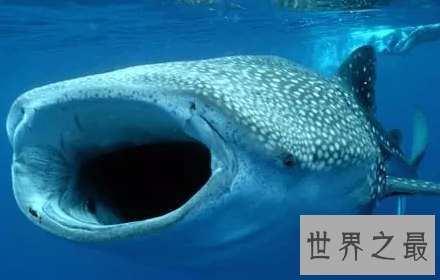 【图】你猜猜看世界最大的鱼一口吻能吃下几个你