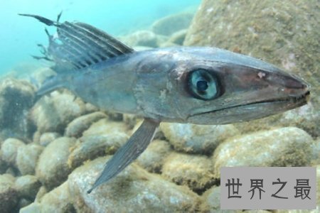 【图】吞噬鳗是一种深海鱼类 听说它可能吃掉比它大的