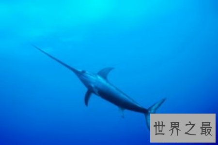 【图】吞噬鳗是一种深海鱼类 听说它可能吃掉比它大的