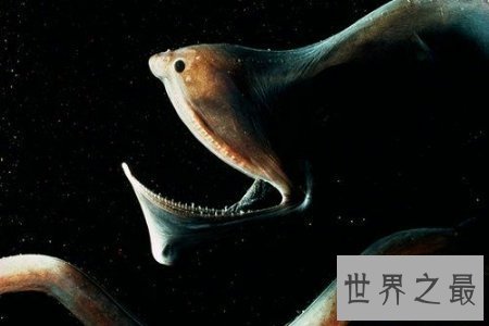 【图】吞噬鳗是一种深海鱼类 听说它可能吃掉比它大的