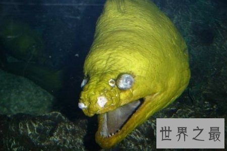 【图】吞噬鳗是一种深海鱼类 听说它可能吃掉比它大的