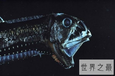 【图】吞噬鳗是一种深海鱼类 听说它可能吃掉比它大的