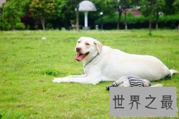 【图】世界十小名犬 哈士奇上榜 另外九种是什么