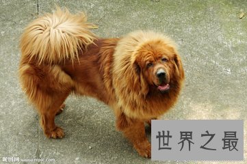 【图】世界十小名犬 哈士奇上榜 另外九种是什么