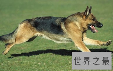 【图】世界十小名犬 哈士奇上榜 另外九种是什么