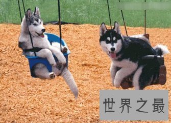 【图】世界十小名犬 哈士奇上榜 另外九种是什么