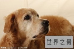 【图】世界十大名犬 哈士奇上榜 另外九种是什么