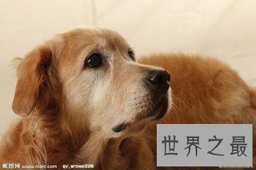 【图】世界十小名犬 哈士奇上榜 另外九种是什么