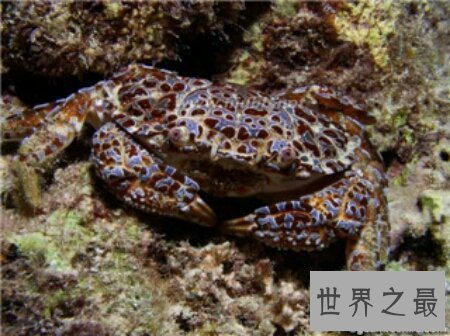 【图】耿直爱洁蟹是螃蟹的一种 有剧毒不能吃