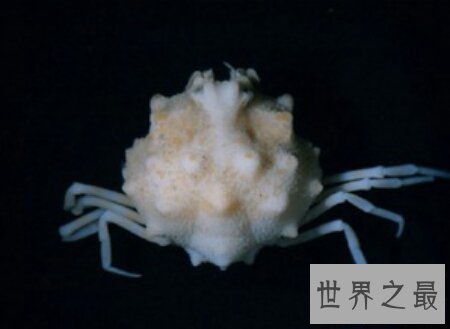 【图】耿直爱洁蟹是螃蟹的一种 有剧毒不能吃