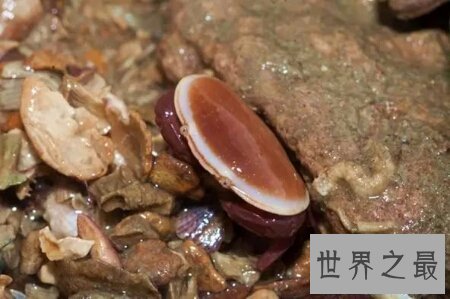 【图】耿直爱洁蟹是螃蟹的一种 有剧毒不能吃