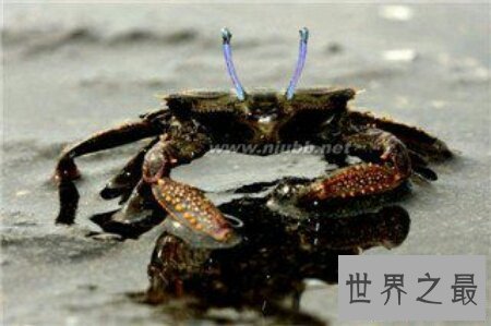 【图】耿直爱洁蟹是螃蟹的一种 有剧毒不能吃