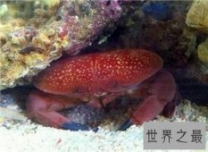【图】正直爱洁蟹是螃蟹的一种 有剧毒不能吃