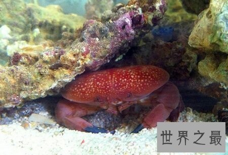 【图】耿直爱洁蟹是螃蟹的一种 有剧毒不能吃