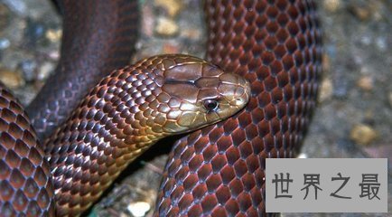【图】世界上最毒的蛇 眼镜蛇都比不上
