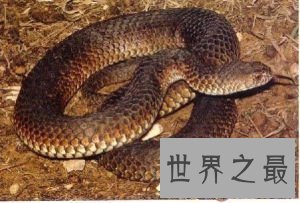 【图】世界上最毒的蛇 眼镜蛇都比不上