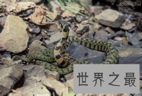 【图】世界上最毒的蛇 眼镜蛇都比不上