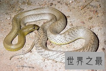 【图】世界上最毒的蛇 眼镜蛇都比不上