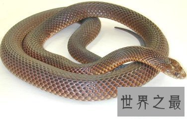 【图】世界上最毒的蛇 眼镜蛇都比不上