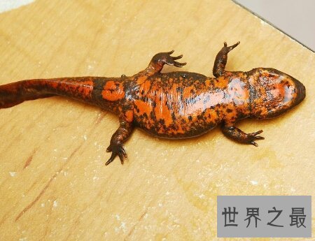 【图】了解一下蝾螈是国家级保护动物吗蝾螈有毒吗