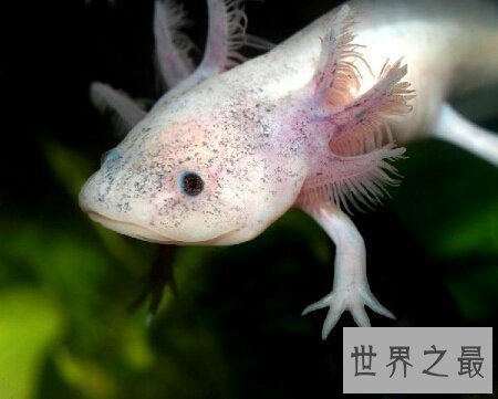 【图】了解一下蝾螈是国家级保护动物吗蝾螈有毒吗