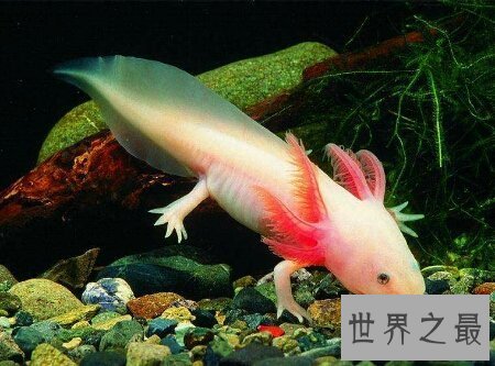 【图】了解一下蝾螈是国家级保护动物吗蝾螈有毒吗