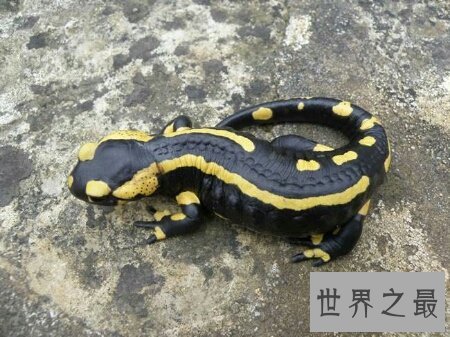 【图】了解一下蝾螈是国家级保护动物吗蝾螈有毒吗