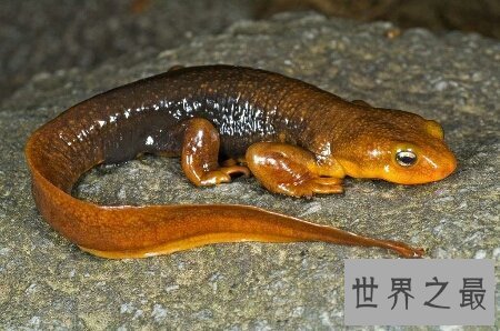 【图】了解一下蝾螈是国家级保护动物吗蝾螈有毒吗