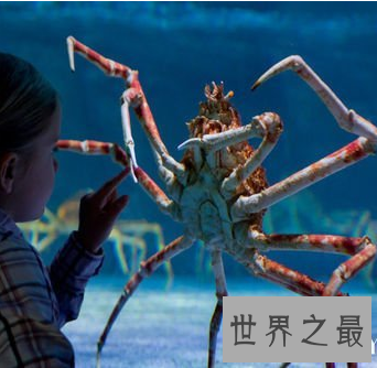 【图】 螃蟹好吃 可是最大的螃蟹杀人蟹 是真的害怕哎