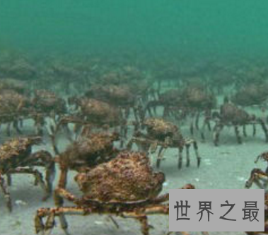 【图】 螃蟹好吃 可是最大的螃蟹杀人蟹 是真的害怕哎