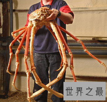 【图】 螃蟹好吃 可是最大的螃蟹杀人蟹 是真的害怕哎