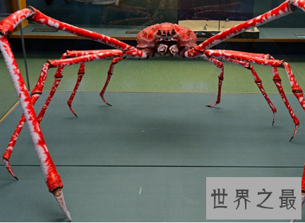【图】 螃蟹好吃 可是最大的螃蟹杀人蟹 是真的害怕哎