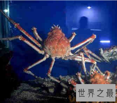 【图】 螃蟹好吃 可是最大的螃蟹杀人蟹 是真的害怕哎