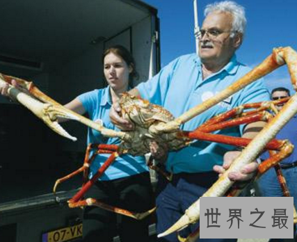 【图】 螃蟹好吃 可是最大的螃蟹杀人蟹 是真的害怕哎