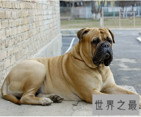 【图】世界最为凶猛的马士提夫犬 站起来竟然高于成年