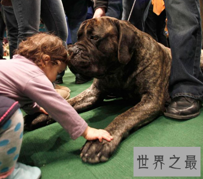 【图】世界最为厉害的马士提夫犬 站起来竟然高于成年